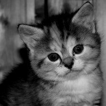 Load image into Gallery viewer, MARQUIS_PRIZE